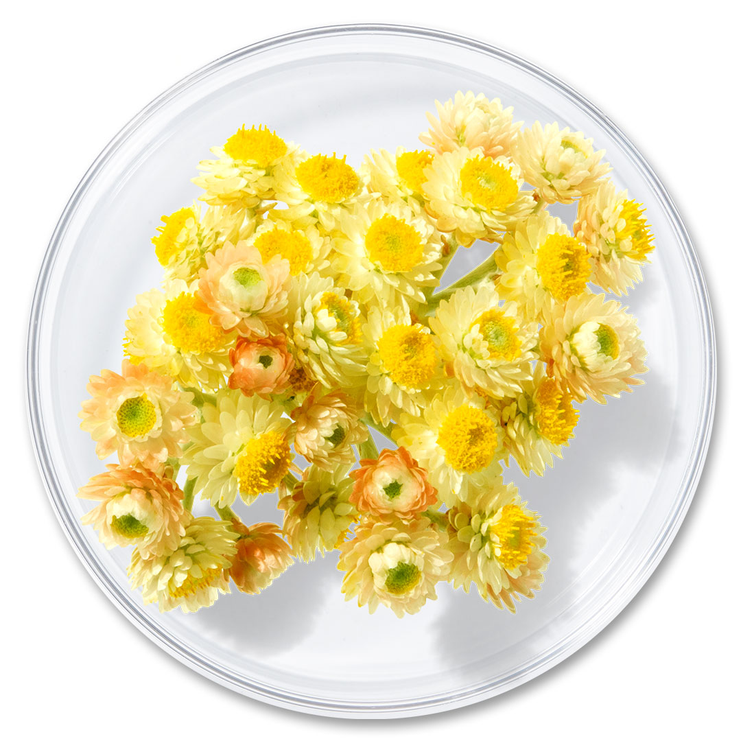 Immortelle Extract